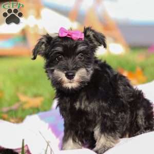Lila, Miniature Schnauzer Puppy